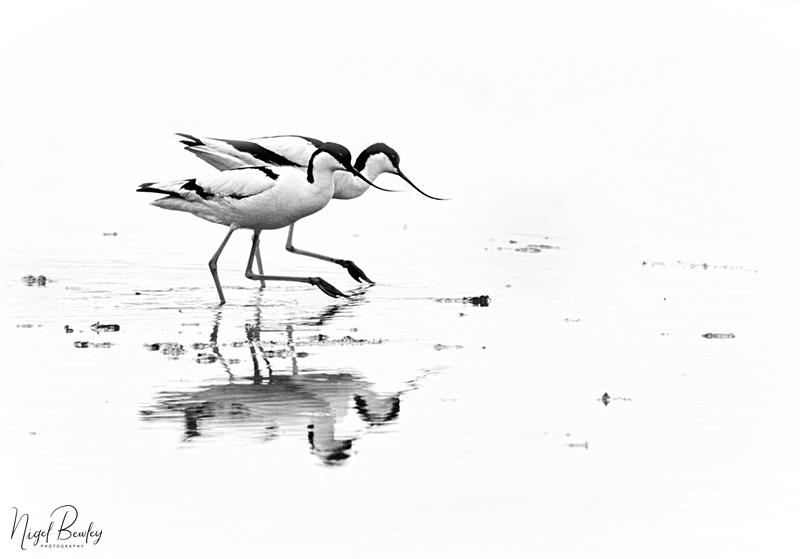 AVOCET 3.jpg