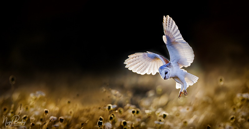 BARN OWL 6.jpg