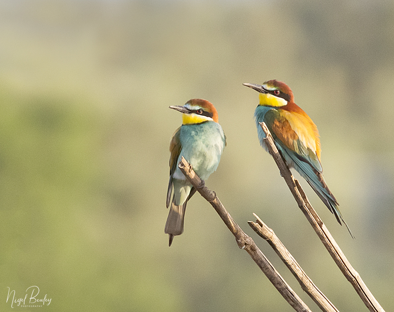 BEE-EATER 2.jpg