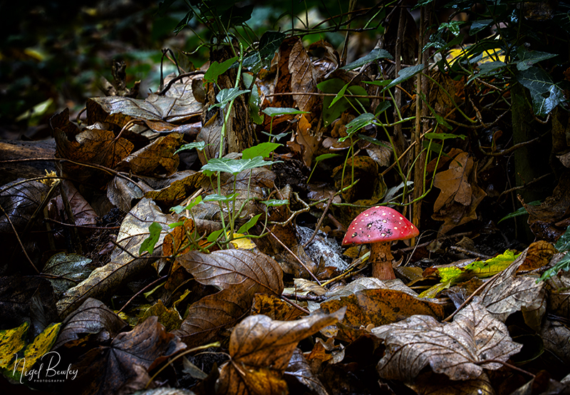 FLY AGARIC 1.jpg