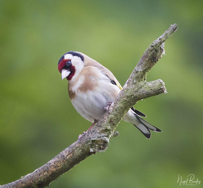 GOLDFINCH 10.jpg