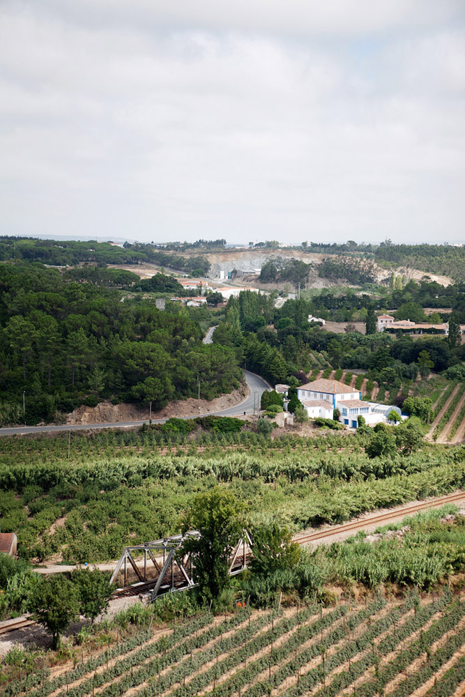 JOS-003-Portuguesse vineyards near Obidos.jpg