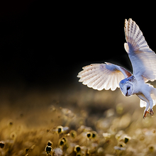 BARN OWL 6.jpg