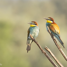 BEE-EATER 2.jpg