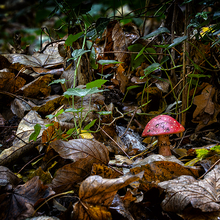 FLY AGARIC 1.jpg