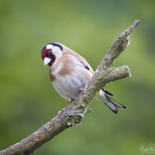 GOLDFINCH 10.jpg