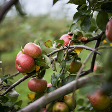 JOS-028-Fresh Apples on the branch.jpg