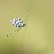 SPOONWING LACEWING 1.jpg