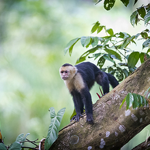 WHITE-FACED CAPUCHIN MONKEY 4.jpg