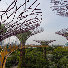 Gardens by the Bay aerial walkway. Singapore