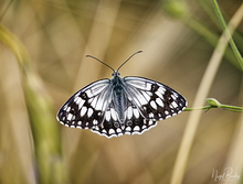 BALKAN MARBLED WHITE BUTTERFLY 2.jpg