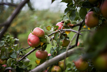 JOS-028-Fresh Apples on the branch.jpg