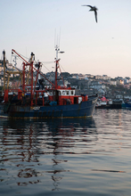 JOS-084-Seagul above fishing boat in Brixham harbour.jpg