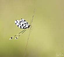 SPOONWING LACEWING 1.jpg