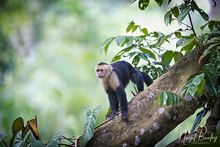 WHITE-FACED CAPUCHIN MONKEY 4.jpg